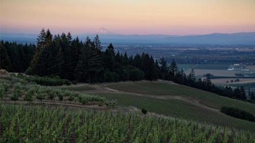 EVENT - Visionary Vineyards - Koosah